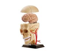 Анатомический набор череп Edu-Toys 399244
